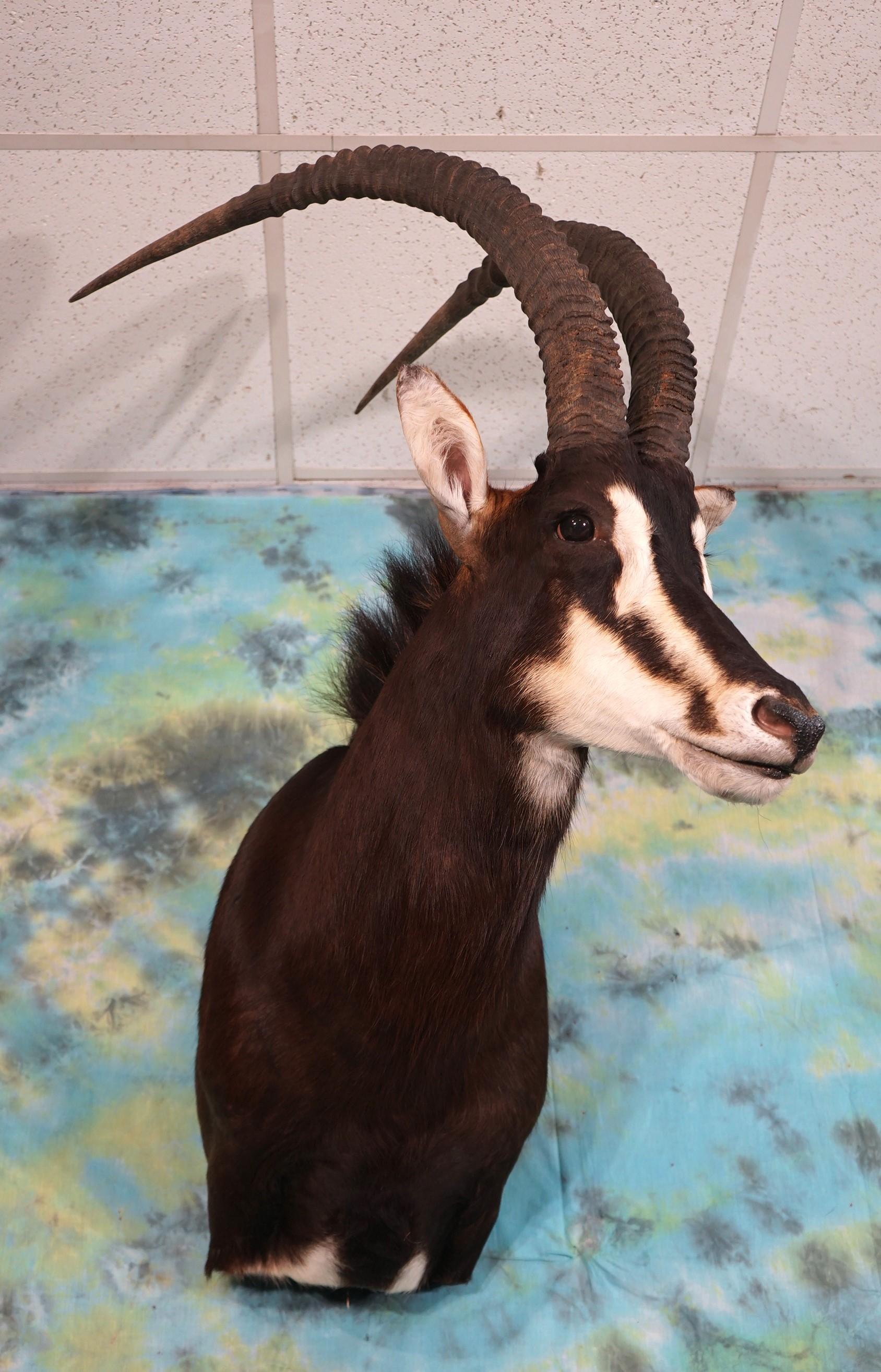 African Sable Antelope Shoulder Taxidermy Mount