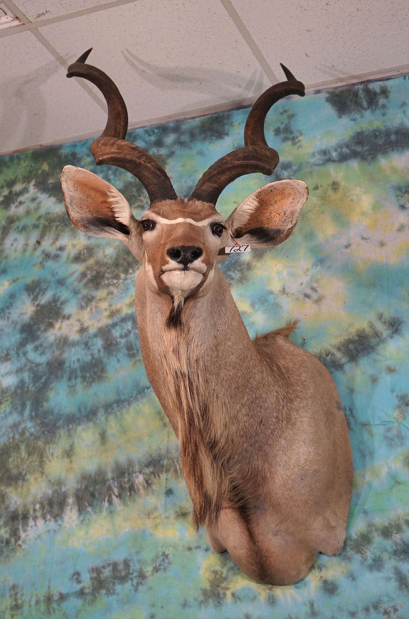 African Greater Kudu Shoulder Taxidermy Mount