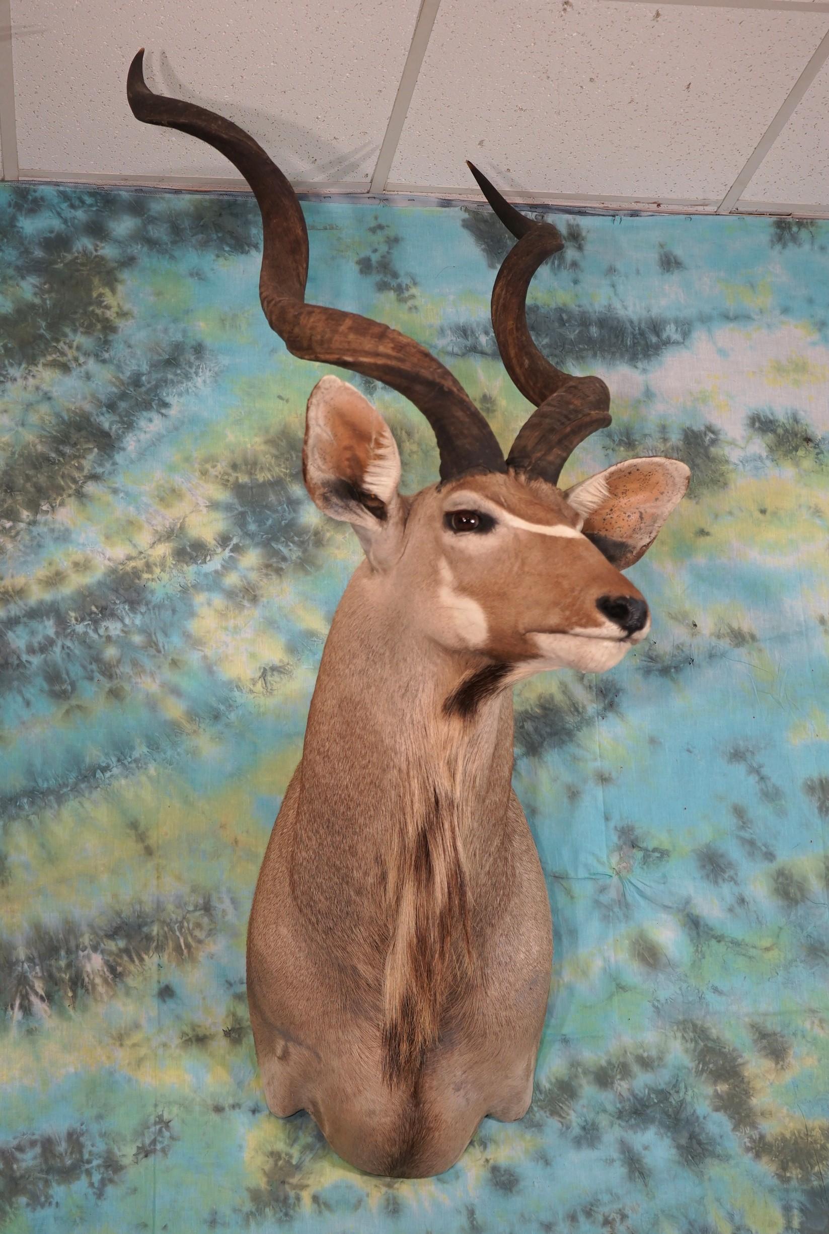 African Greater Kudu Shoulder Taxidermy Mount