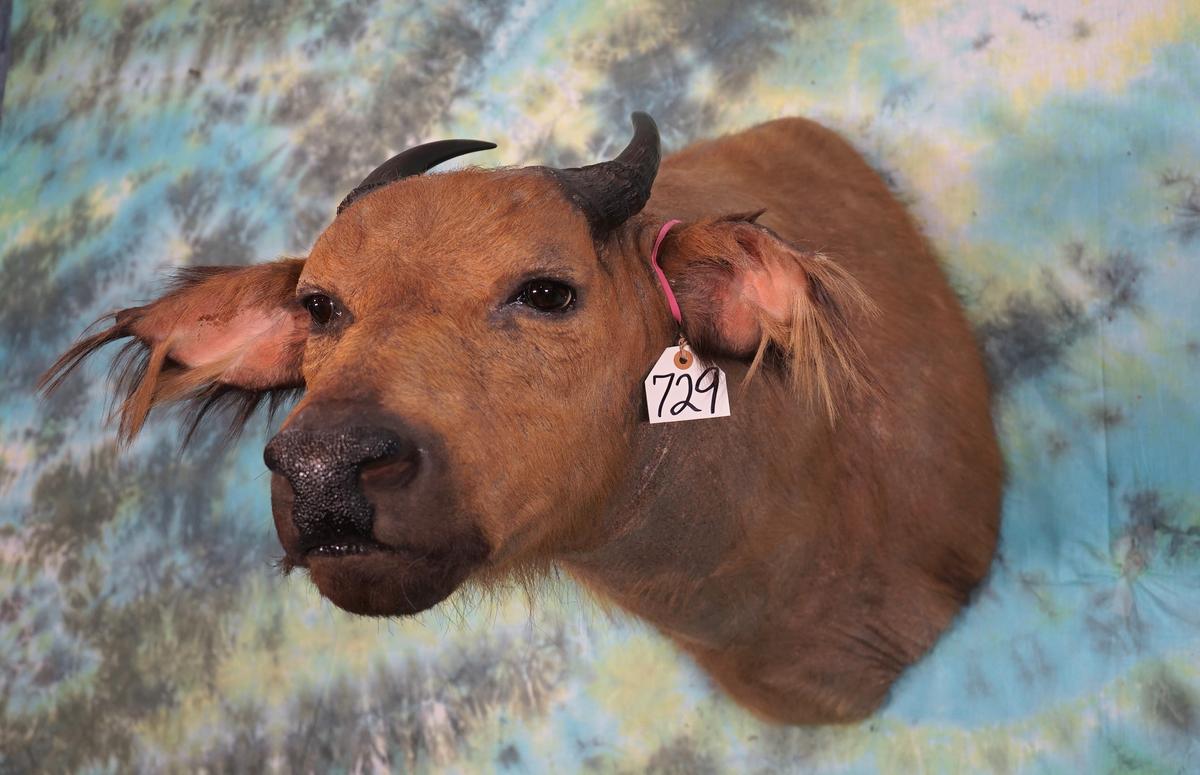 Very Rare African Dwarf Forest Buffalo Shoulder Taxidermy Mount