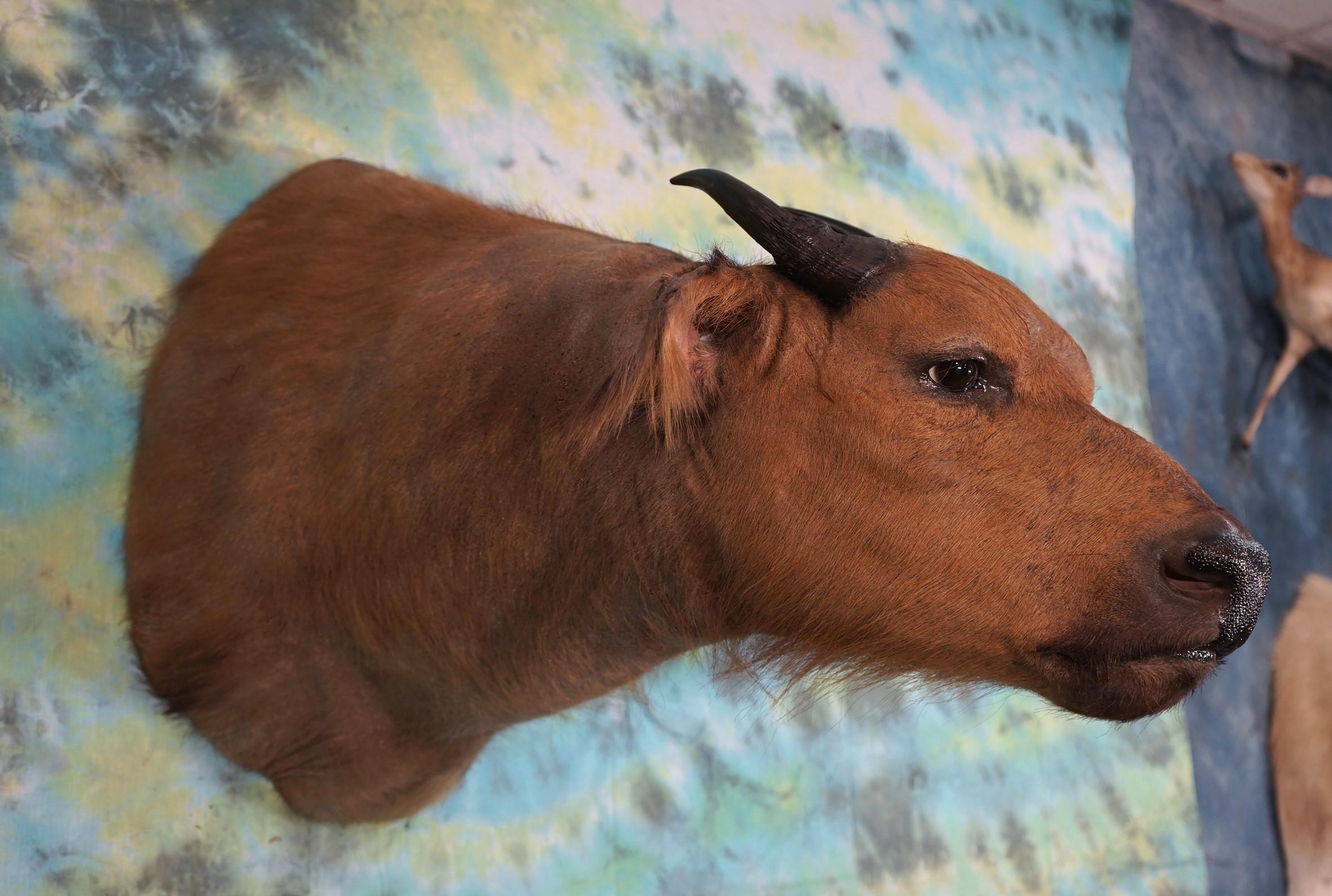 Very Rare African Dwarf Forest Buffalo Shoulder Taxidermy Mount