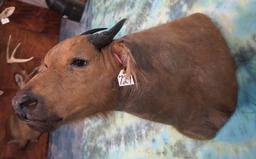 Very Rare African Dwarf Forest Buffalo Shoulder Taxidermy Mount