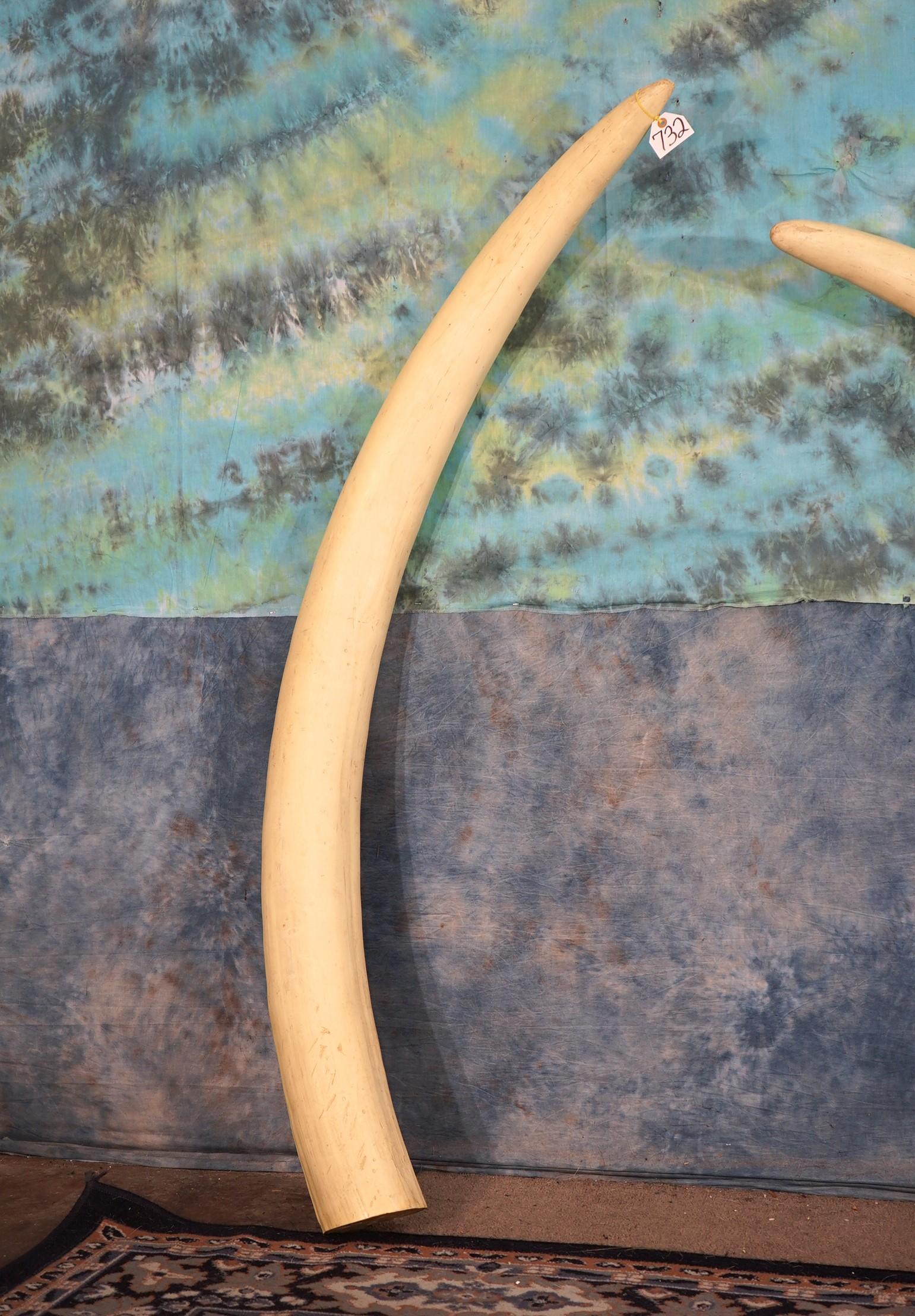 Beautiful Pair of Large African Elephant Tusk Fiberglass Reproduction Taxidermy