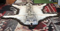 Large & Beautiful Timber Wolf Rug Taxidermy Mount