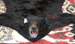 Black Bear Rug Taxidermy Mount