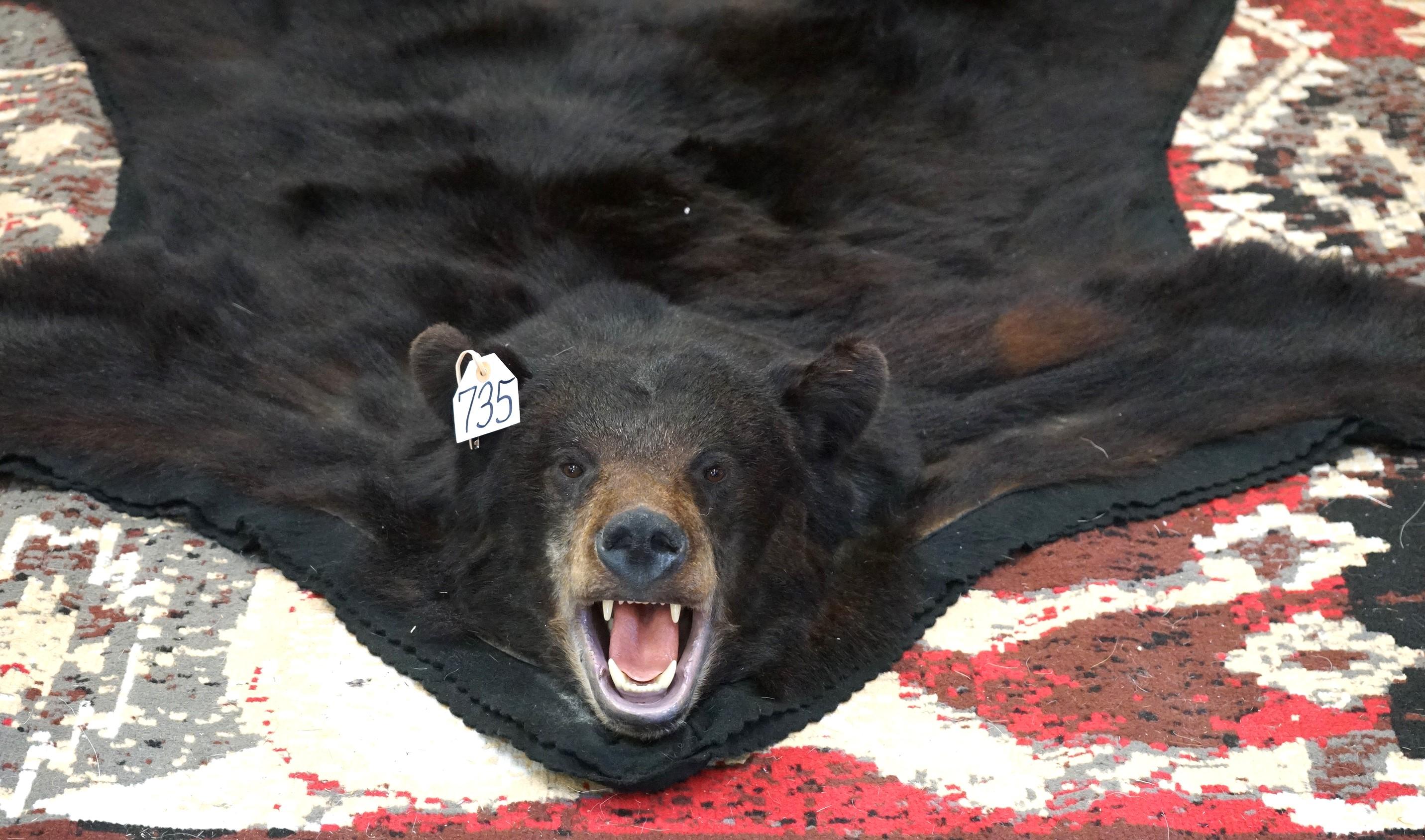 Black Bear Rug Taxidermy Mount