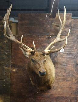 Nice 7 x 7 Rocky Mountain Elk Shoulder Taxidermy Mount