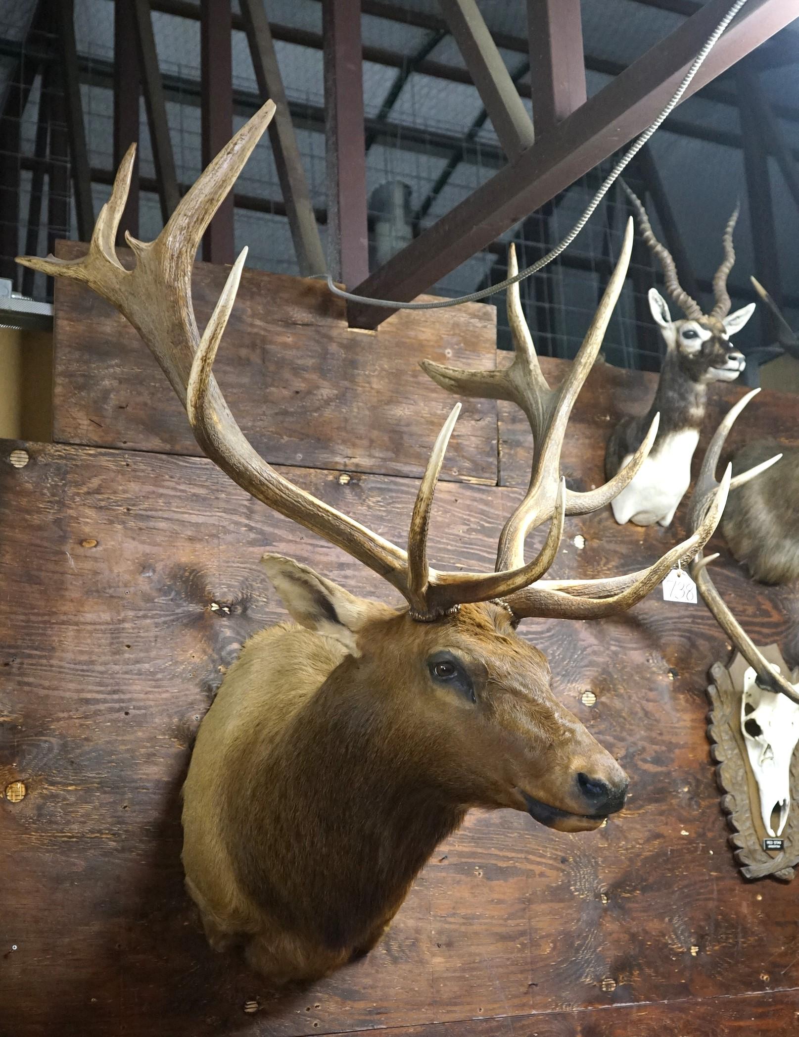 Nice 7 x 7 Rocky Mountain Elk Shoulder Taxidermy Mount