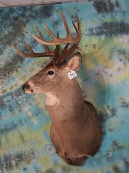 15pts. 173+gross Canadian Whitetail Deer Shoulder Taxidermy Mount
