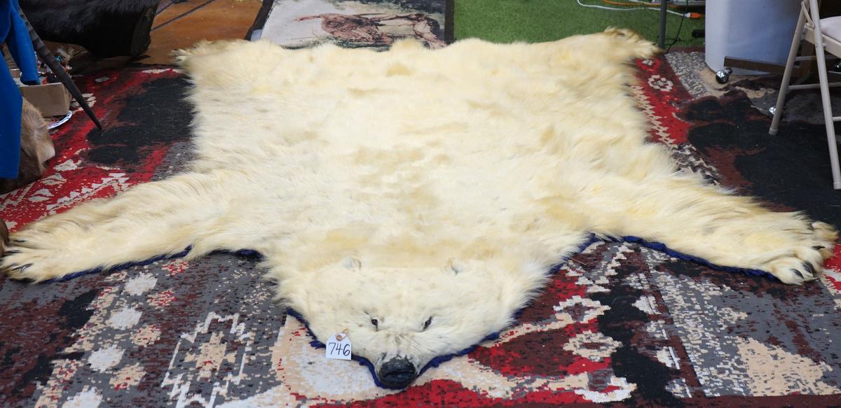 Pre-Marine Mammal Act Vintage Polar Bear Rug Taxidermy Mount  **U.S. Residents Only!**