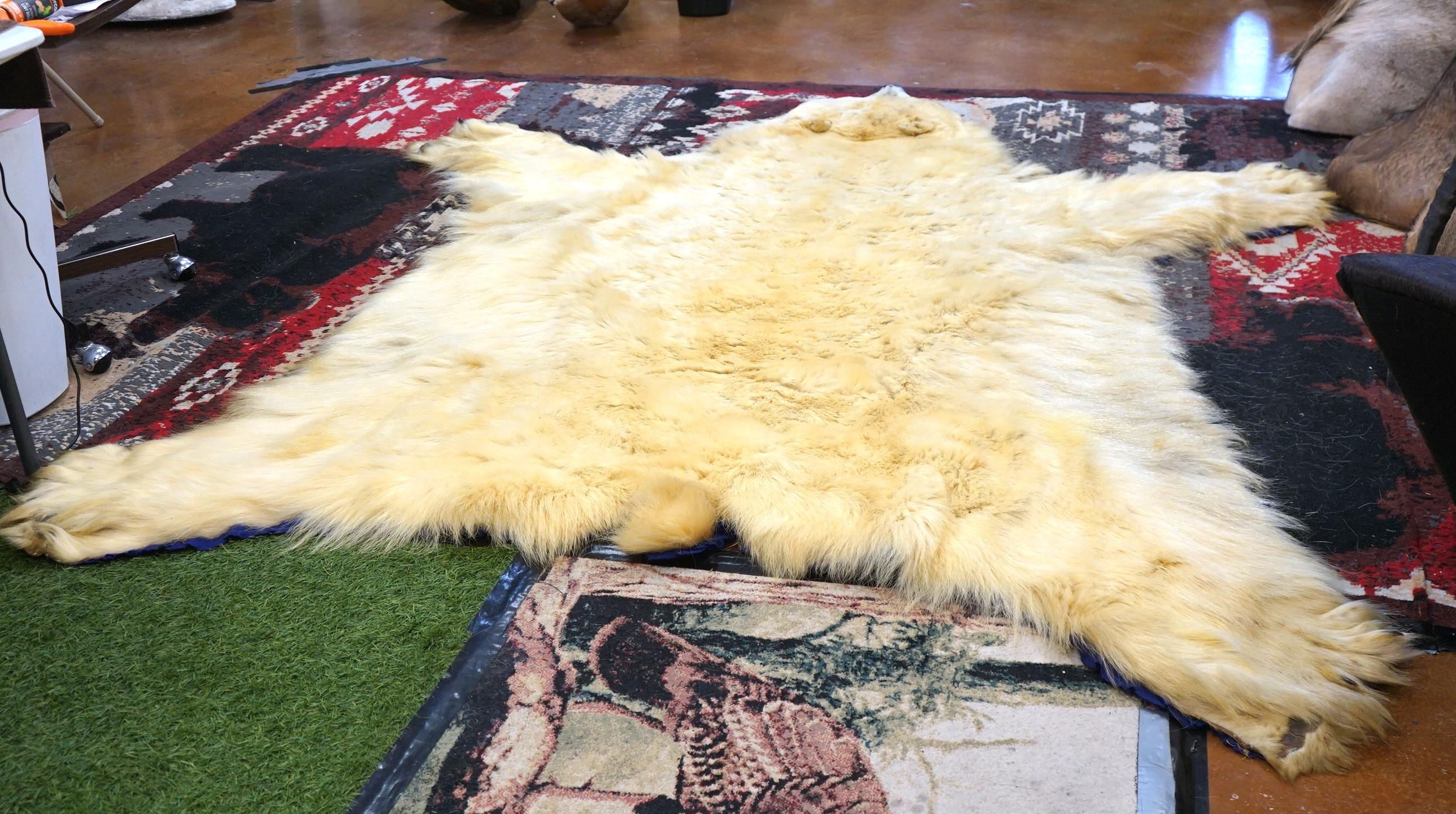 Pre-Marine Mammal Act Vintage Polar Bear Rug Taxidermy Mount  **U.S. Residents Only!**