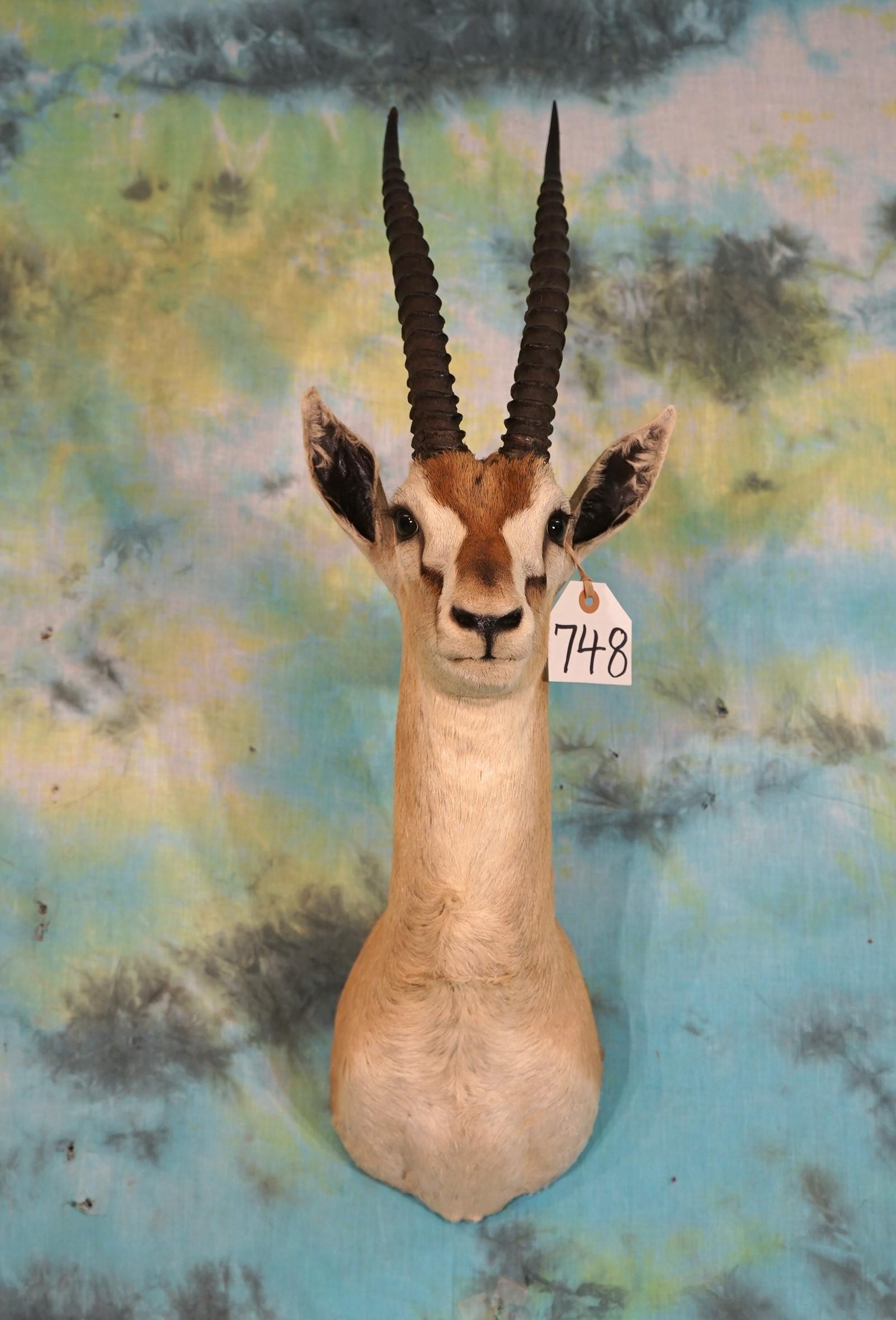 East African Thompson's Gazelle Shoulder Taxidermy Mount