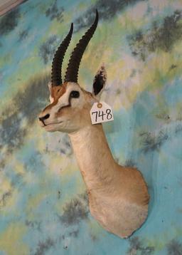 East African Thompson's Gazelle Shoulder Taxidermy Mount