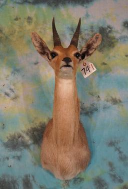 African Mountain Reedbuck Shoulder Taxidermy Mount