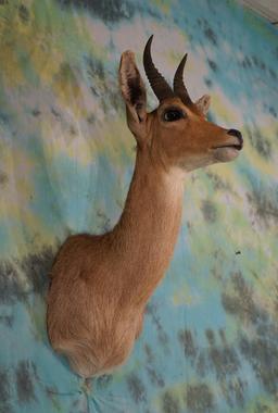 African Mountain Reedbuck Shoulder Taxidermy Mount