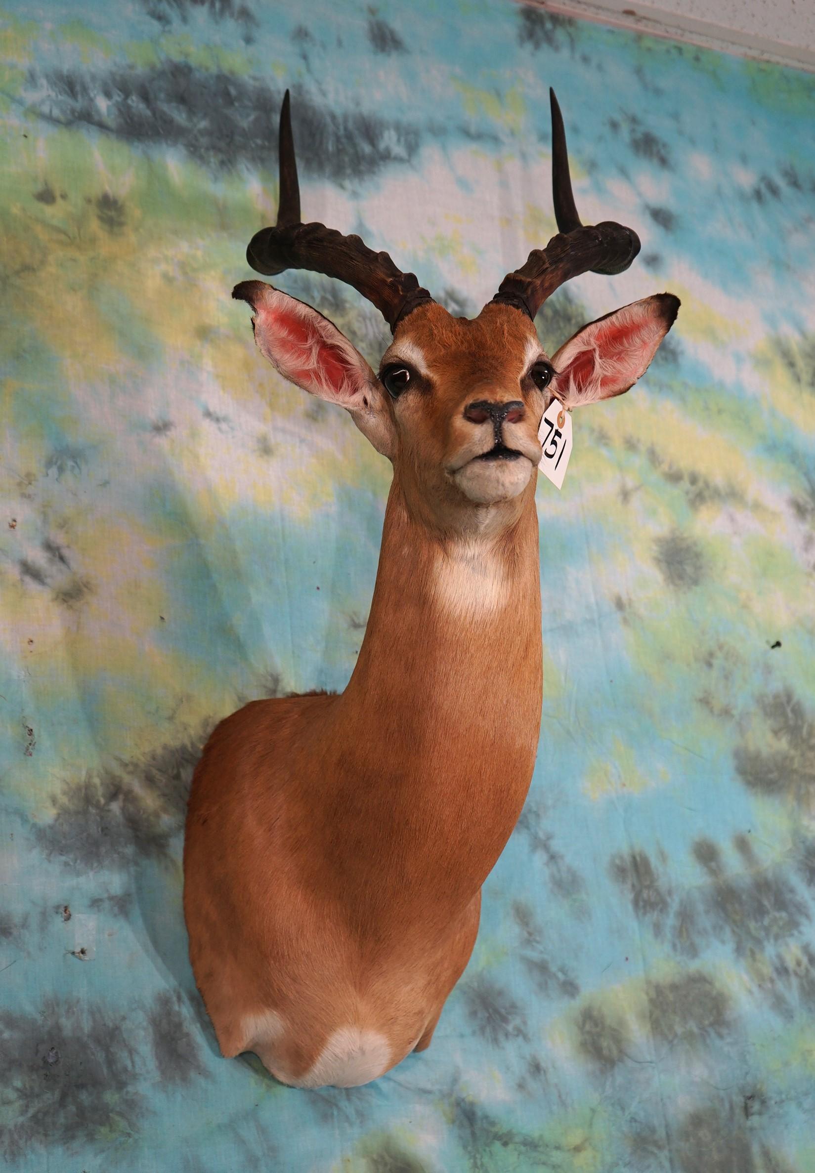 African Southern Impala Shoulder Taxidermy Mount