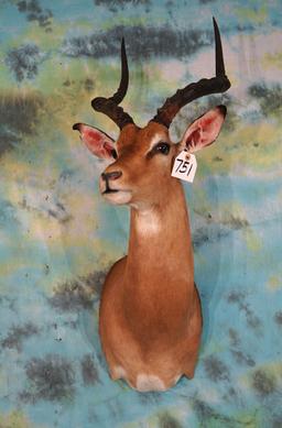 African Southern Impala Shoulder Taxidermy Mount