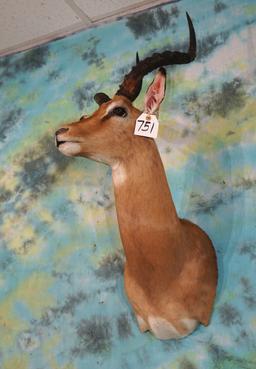 African Southern Impala Shoulder Taxidermy Mount