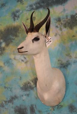 African White Springbuck Gazelle Shoulder Taxidermy Mount