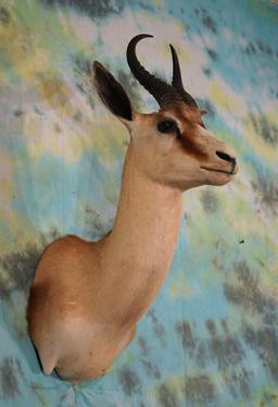 Rare! African Copper Springbuck Gazelle Shoulder Taxidermy Mount