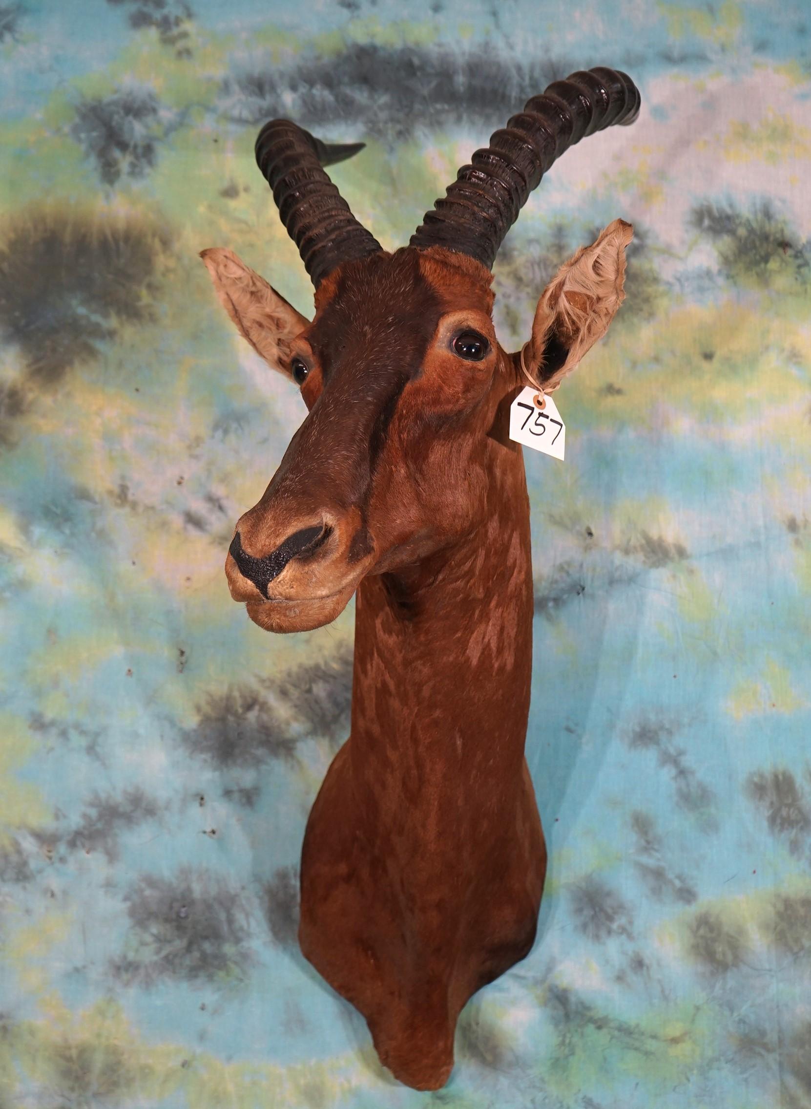 African Korrigum Antelope Shoulder Taxidermy Mount