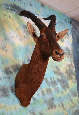 African Korrigum Antelope Shoulder Taxidermy Mount