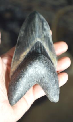 Rare, Giant, & Unique Megalodon "Prehistoric  Shark Tooth Fossil