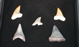 Five Extra High Quality Fossil Shark's Teeth in New Display Case