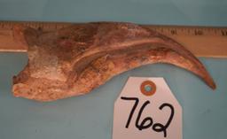 Awesome, Authentic, & Extremely Rare 7 1/2" Spinosaur Dinosaur Hand Claw Fossil