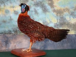 Beautiful Temminck's Tragopan Pheasant Taxidermy Bird Mount