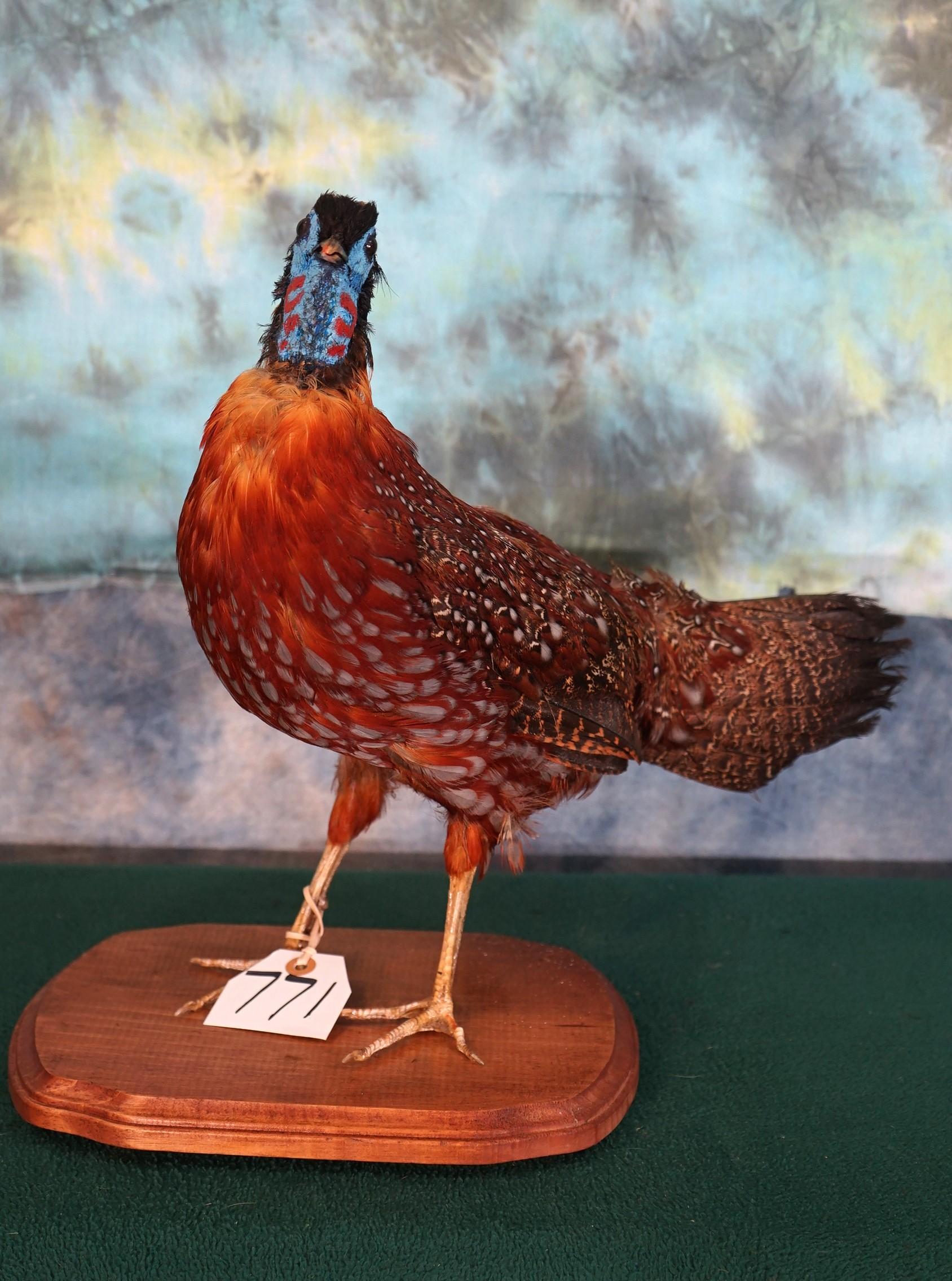 Beautiful Temminck's Tragopan Pheasant Taxidermy Bird Mount