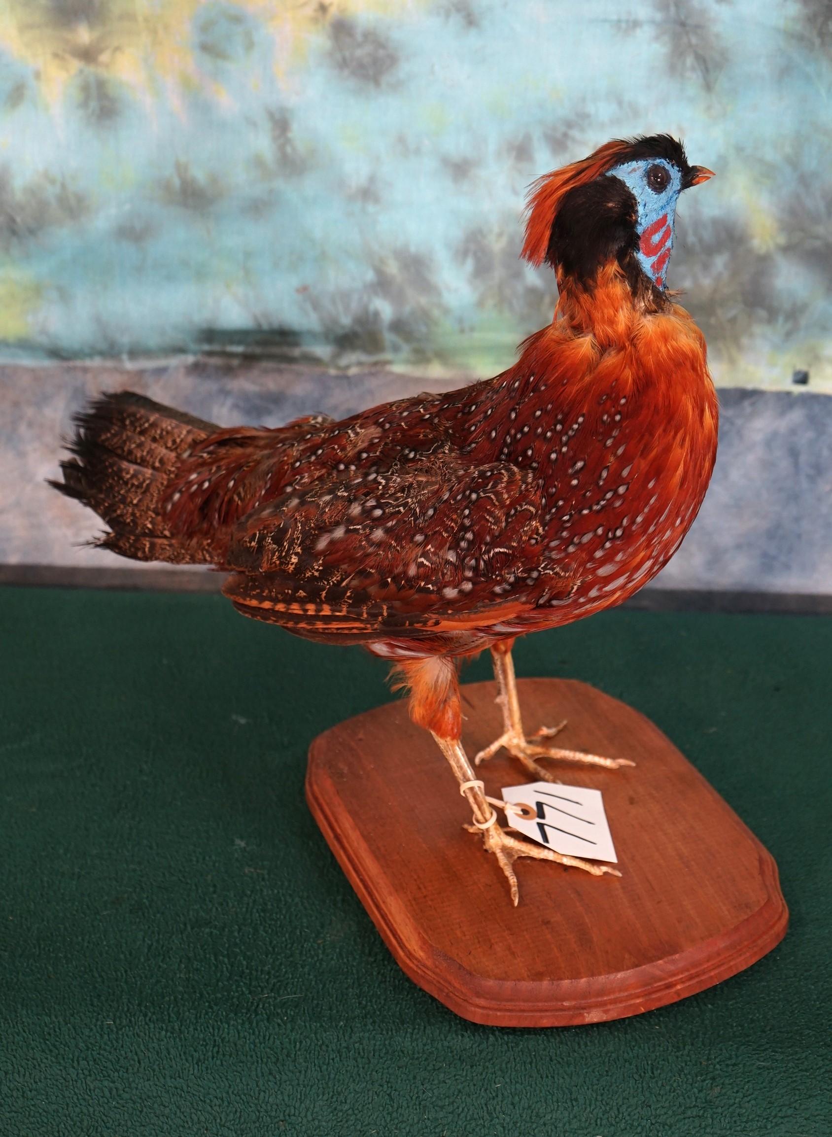 Beautiful Temminck's Tragopan Pheasant Taxidermy Bird Mount