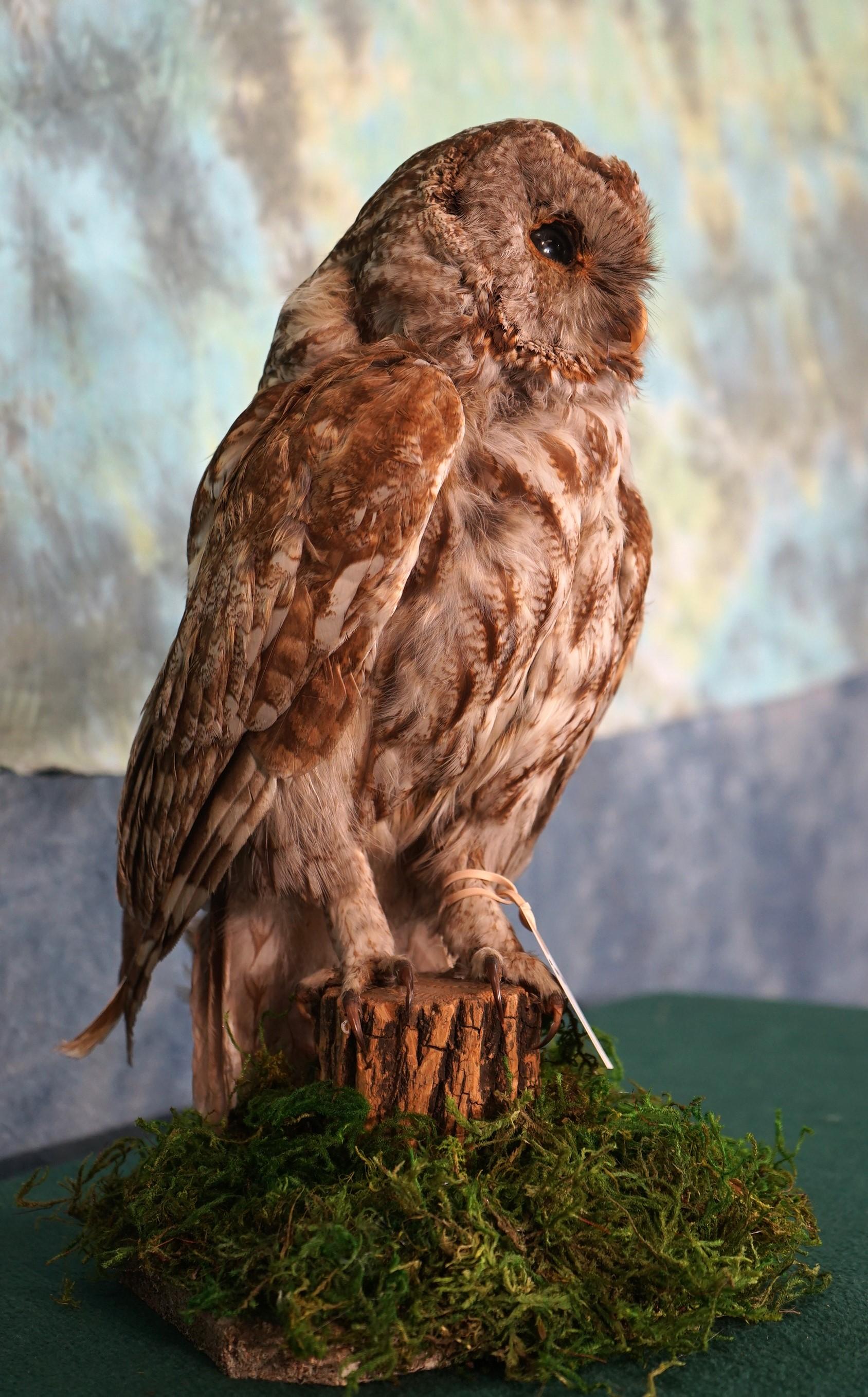 Eurasian Tawny Owl Taxidermy Bird Mount