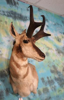 Boone & Crockett 82 4/8"net Pronghorn Antelope Shoulder Taxidermy Mount