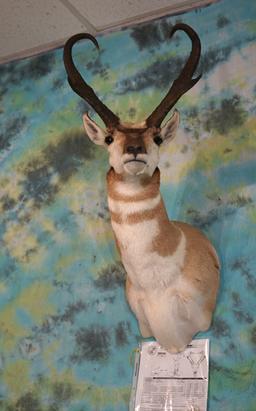 Boone & Crockett 84 net Pronghorn Antelope Shoulder Taxidermy Mount