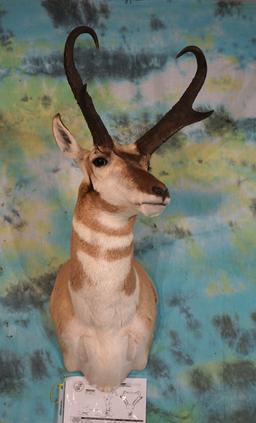 Boone & Crockett 84 net Pronghorn Antelope Shoulder Taxidermy Mount