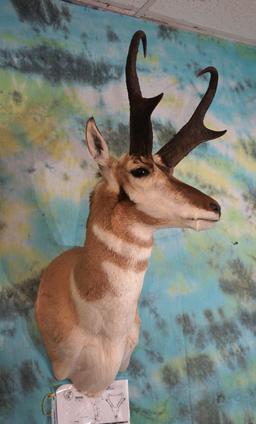 Boone & Crockett 84 net Pronghorn Antelope Shoulder Taxidermy Mount