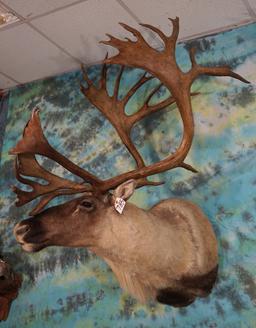 Gold Medal Record Book Mountain Caribou Shoulder Taxidermy Mount
