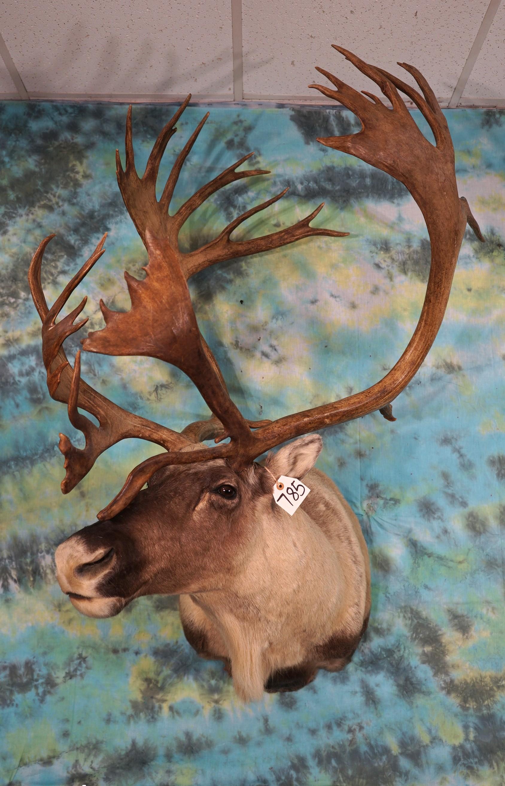 Gold Medal Record Book Mountain Caribou Shoulder Taxidermy Mount