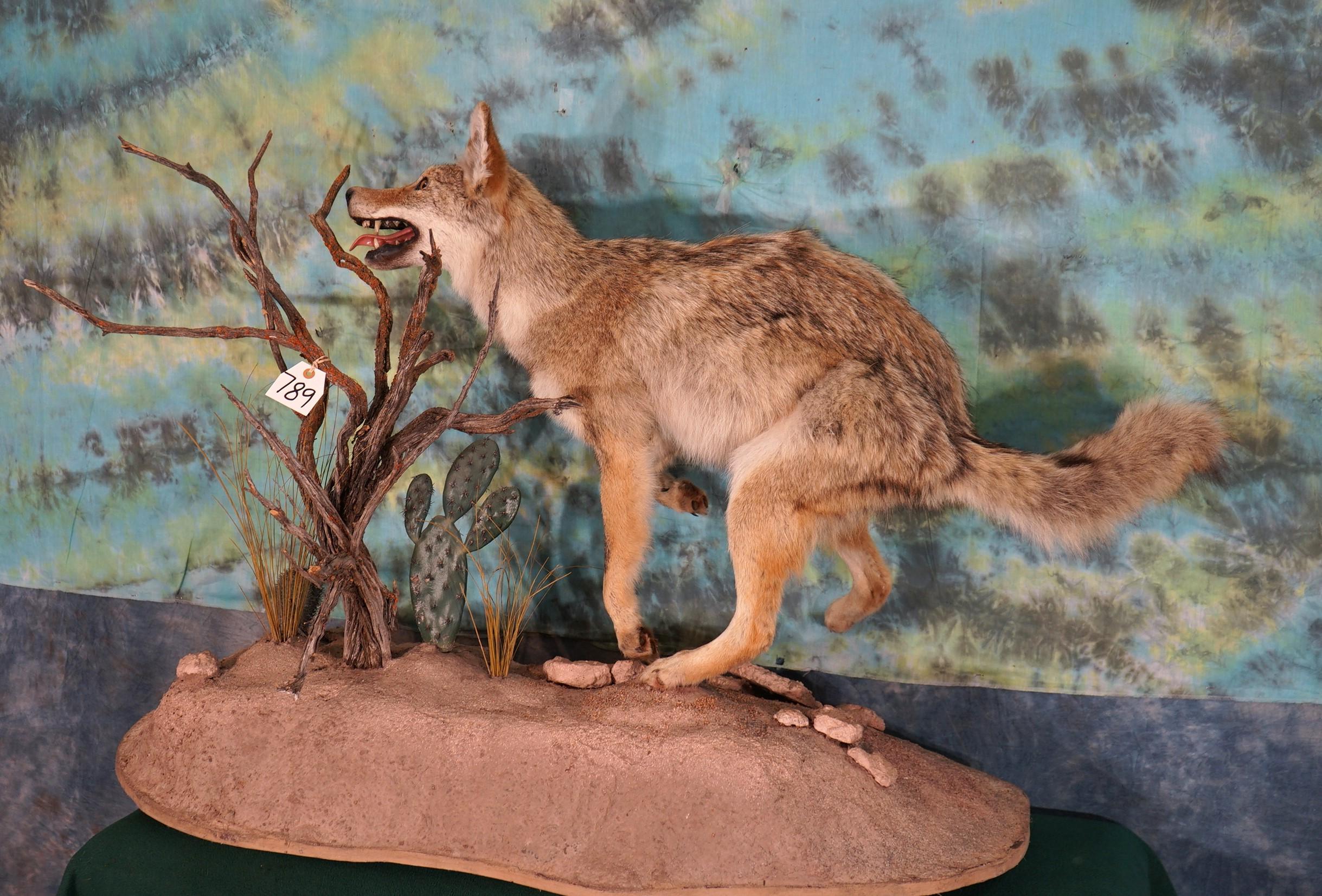 Coyote in Habitat Full Body Taxidermy Mount