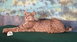 Bobcat Full Body Taxidermy Mount