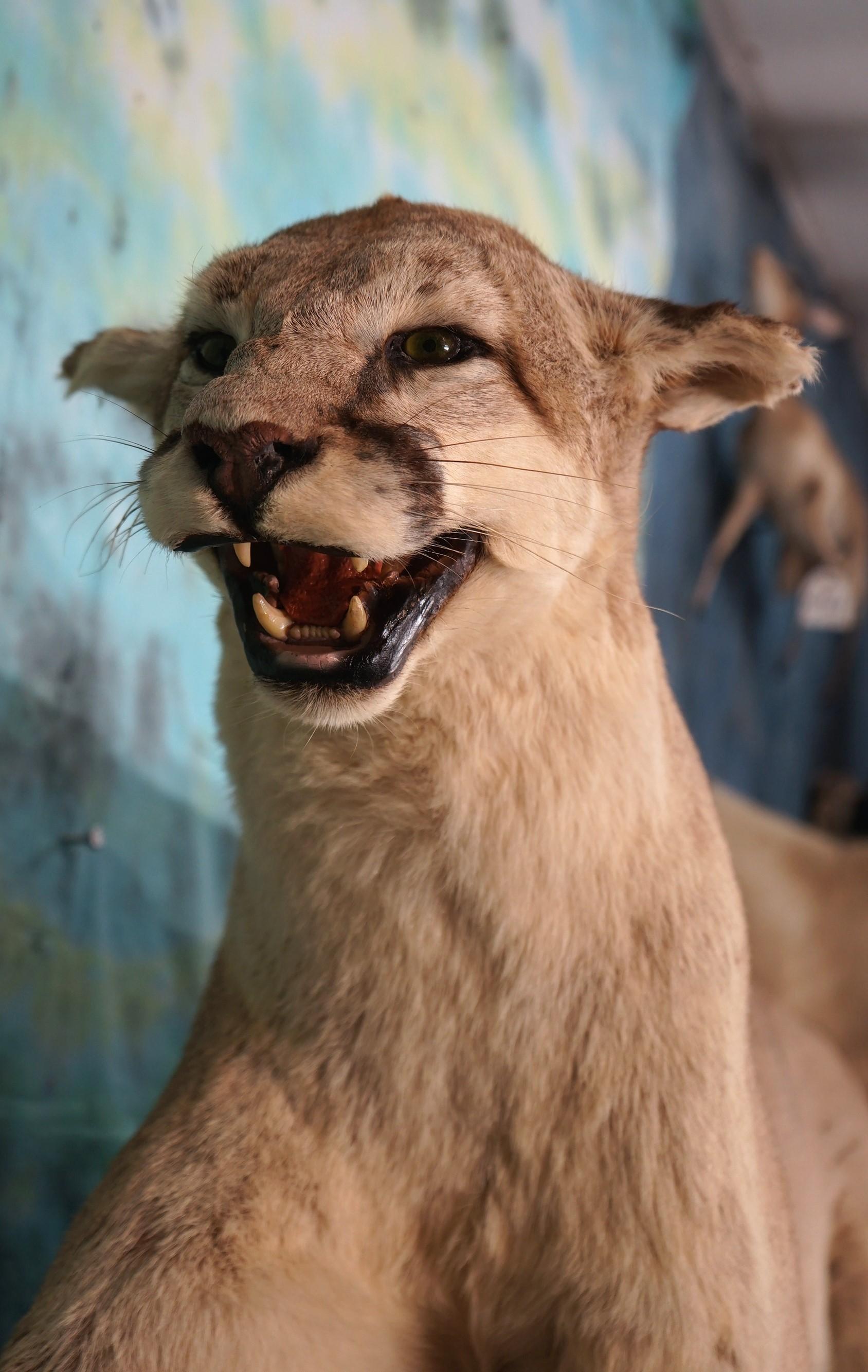 Mountain Lion in Natural Habitat Scene Full Body Taxidermy Mount