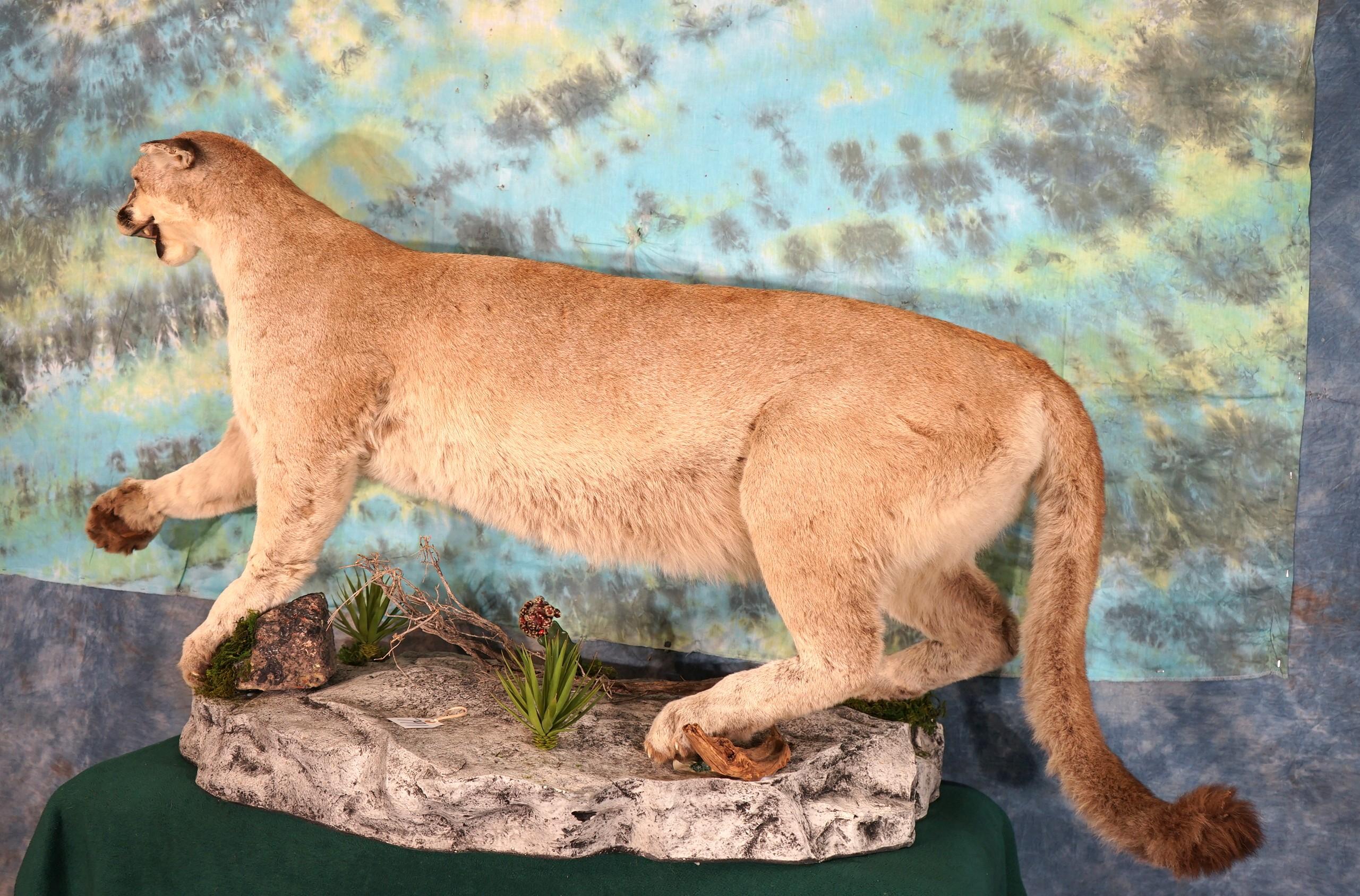 Mountain Lion in Natural Habitat Scene Full Body Taxidermy Mount