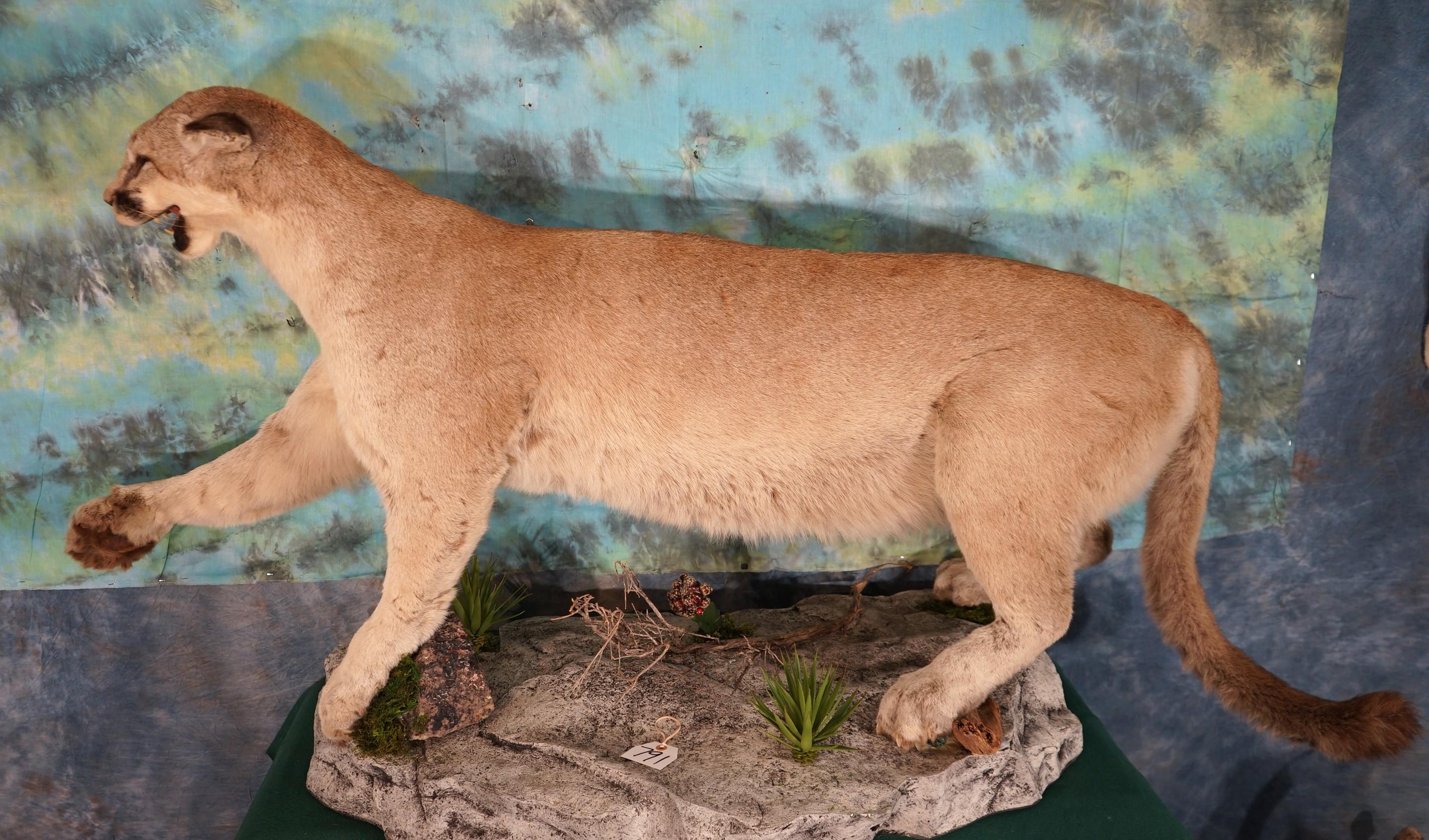 Mountain Lion in Natural Habitat Scene Full Body Taxidermy Mount