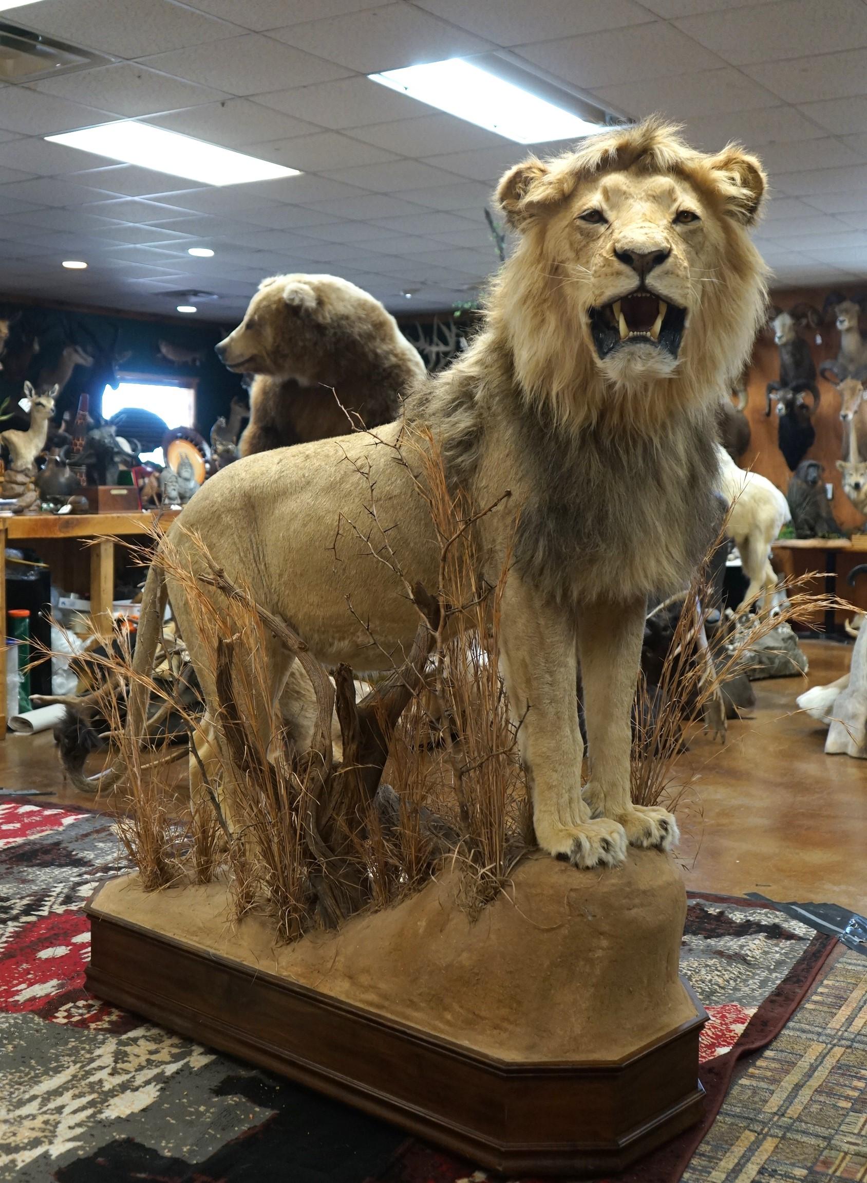 Exceptional Trophy African Lion Full Body Taxidermy Mount in Natural Habitat **Texas Residents Only!