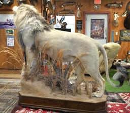 Exceptional Trophy African Lion Full Body Taxidermy Mount in Natural Habitat **Texas Residents Only!