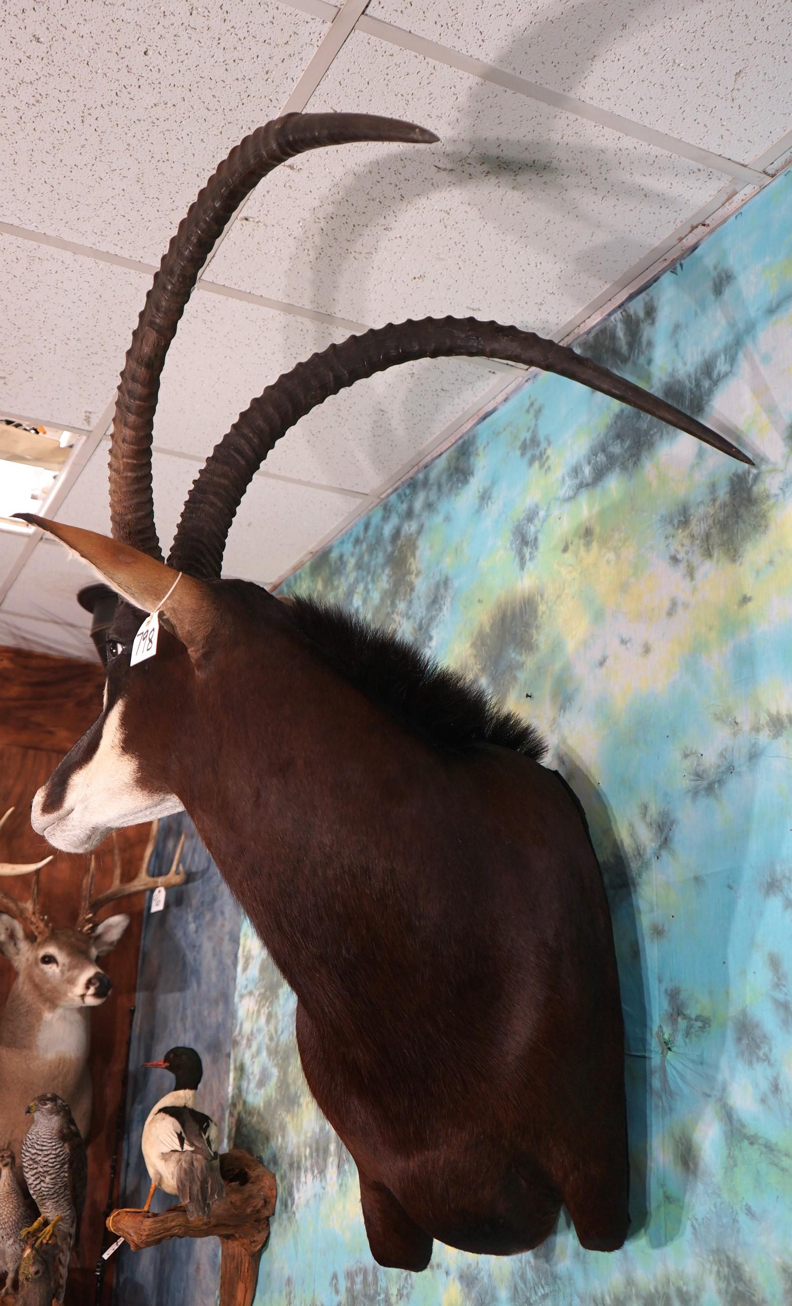 46 1/2" x 45 1/4" Record Book African Sable Antelope Shoulder on Swivel Taxidermy Mount