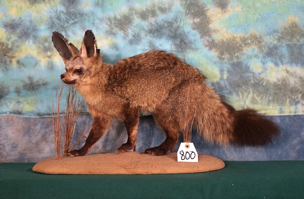 Rare African Bat-Eared Fox Full Body Taxidermy Mount