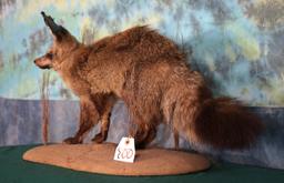 Rare African Bat-Eared Fox Full Body Taxidermy Mount