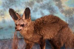 Rare African Bat-Eared Fox Full Body Taxidermy Mount